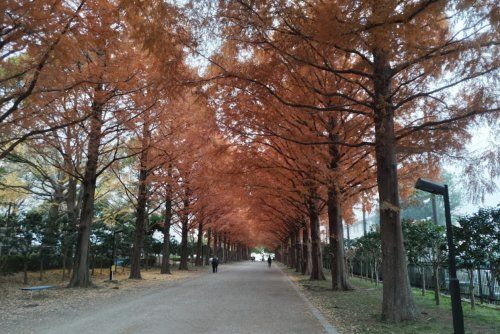 平塚市総合公園の画像