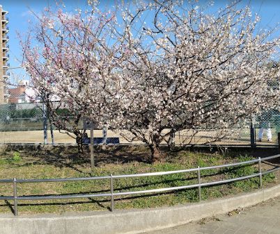 三ノ瀬公園軟式庭球場の画像