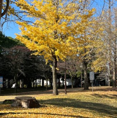 君塚中央公園の画像