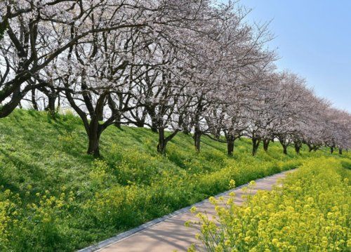 さくら堤公園の画像