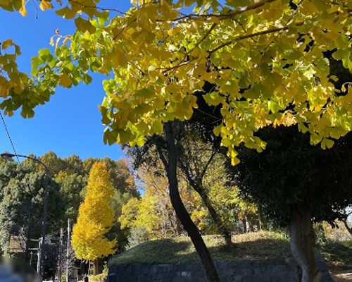 芝公園25号地の画像