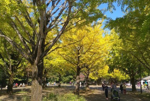 光が丘公園 の画像