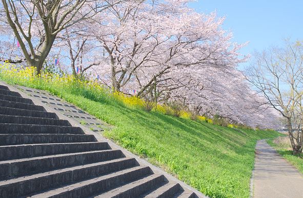 飯能ライオンズ桜並木の画像