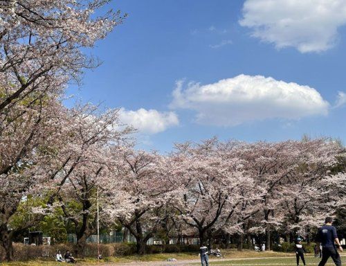 小平市立中央公園の画像