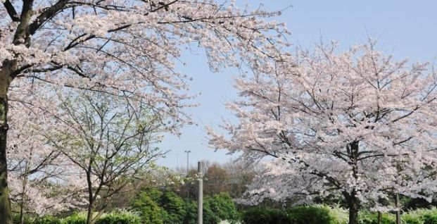 辰巳の森緑道公園の画像