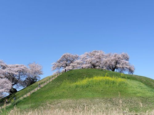 丸墓山古墳の画像