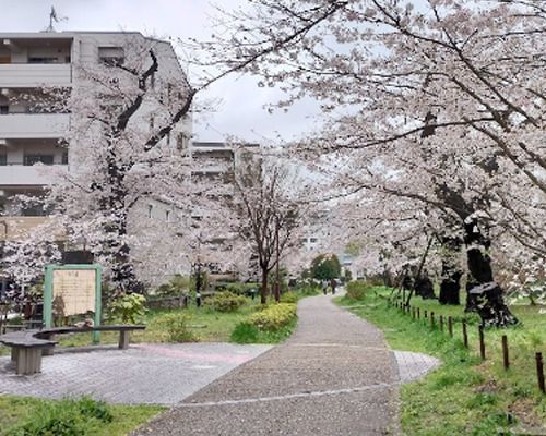 烏山川緑道桜小路の画像