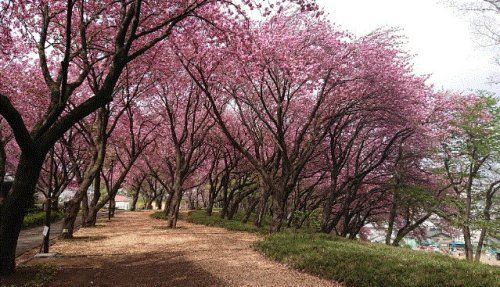 菊名桜山公園の画像