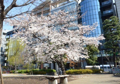 箱崎公園の画像