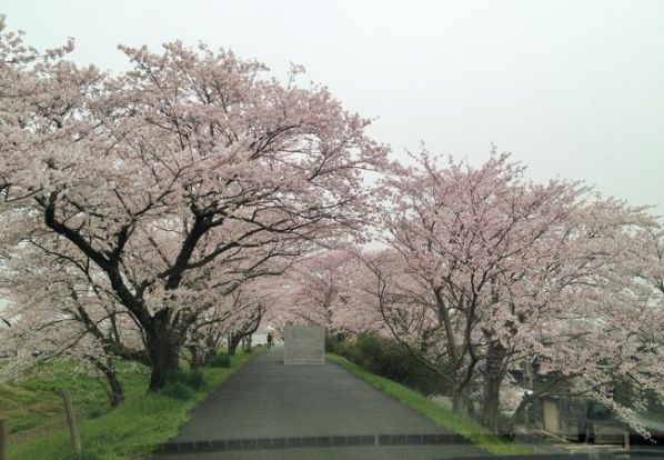 宮川堤の画像