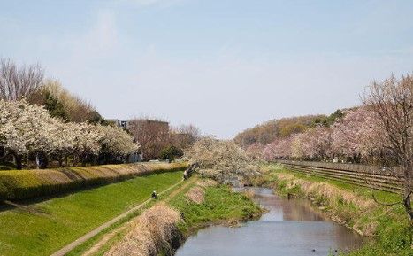 喜多見緑道の画像