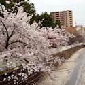 石屋川公園の画像