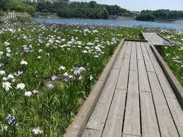 春日池公園の画像