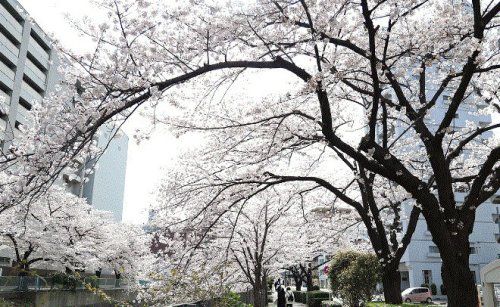 石崎川公園の画像