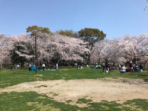 深北緑地(四條畷側)の画像