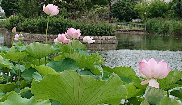 市場池公園の画像