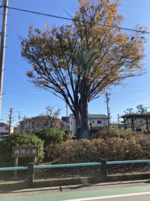 向原公園の画像