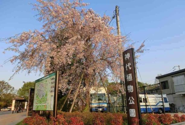 神代植物公園の画像