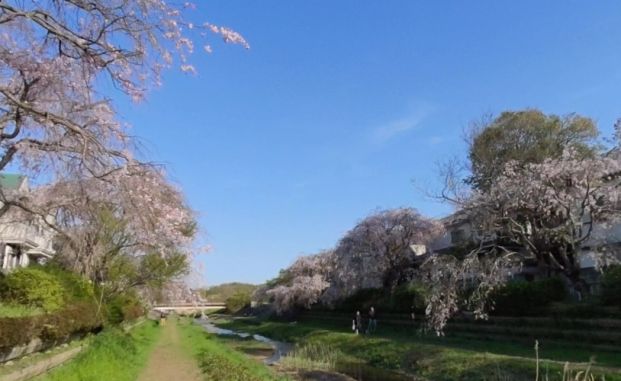 野川遊歩道の画像