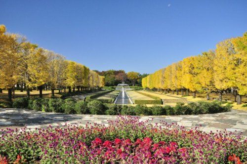 昭和記念公園の画像