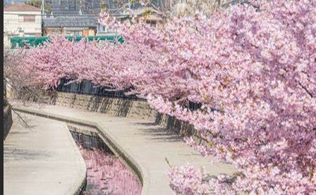 淀水路の河津桜の画像