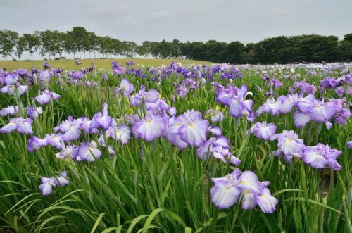 八紘学園ショウブ園の画像