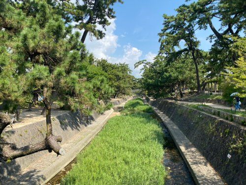 夙川河川敷緑地(夙川公園)の画像