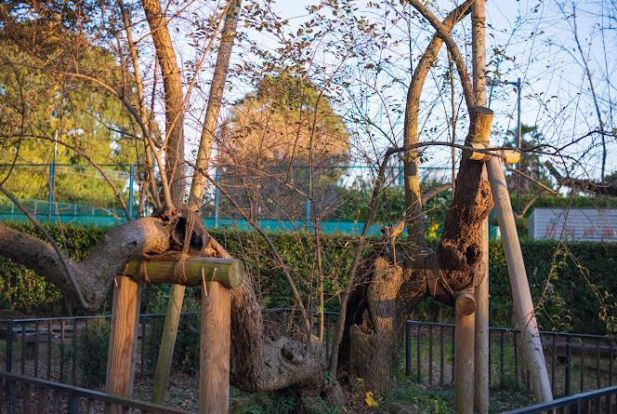 高野台緑地公園の画像