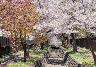 真駒内緑町緑道の画像