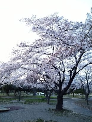 吉井運動公園の画像