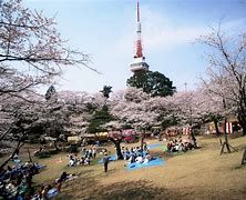 八幡山公園の画像