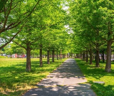 エルムの森公園の画像