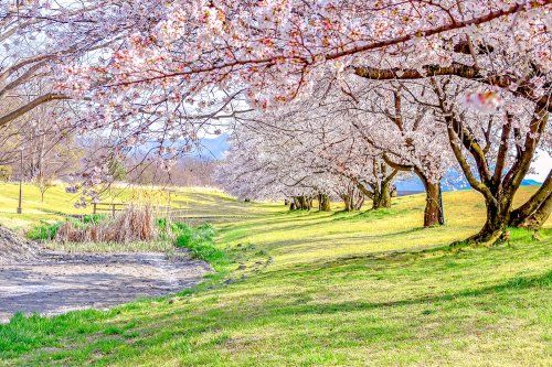 信玄堤公園の画像