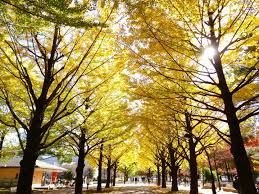 光が丘公園 田柄口の画像