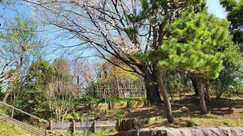 鵜の木松山公園の画像