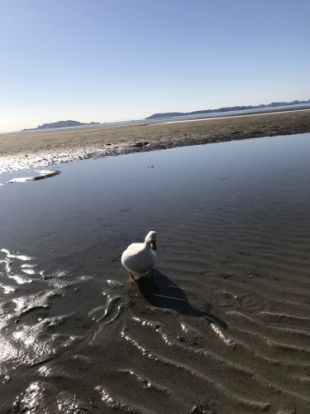 新舞子海水浴場の画像