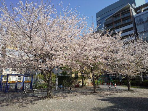 箱崎公園の画像