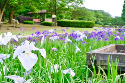 山崎公園の画像