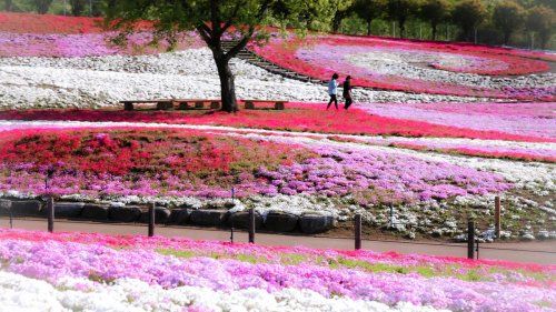 みさと芝桜公園の画像