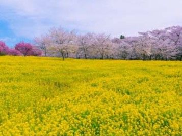 赤城南面千本桜の画像