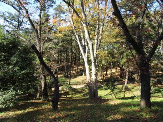 世田谷区羽根木公園の画像