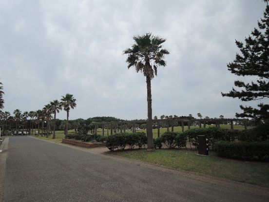 辻堂海浜公園の画像