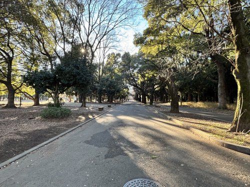 都立光が丘公園の画像