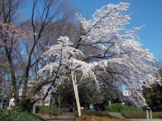 駒沢公園の画像
